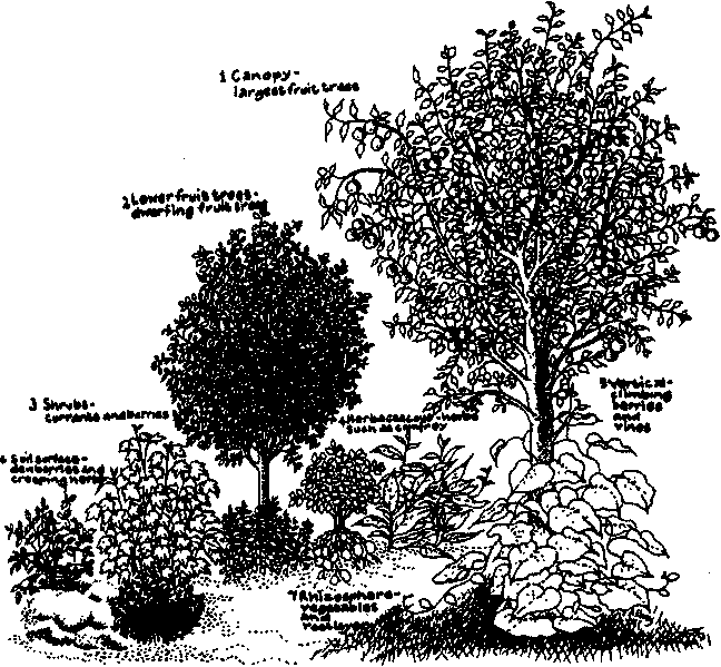 v-a-various-authors-backwoods-issue-1-18.png